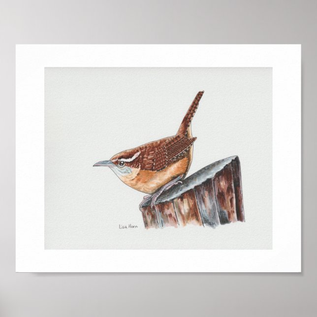 Carolina Wren Art Print Poster (Framsidan)