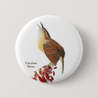 Carolina Wren, Audubon, Backyard Fågelskådare Bird Knapp