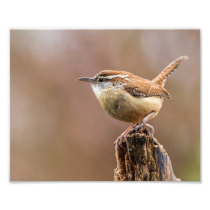Carolina Wren Bird Fototryck