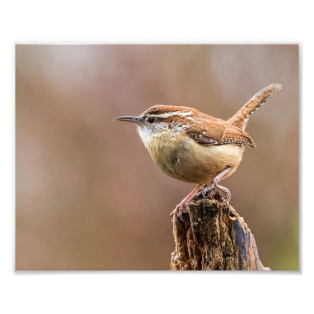 Carolina Wren Bird Fototryck (Framsidan)