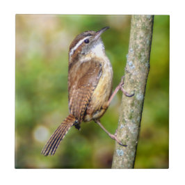 Carolina Wren Ceramic Photo Tile Kakelplatta