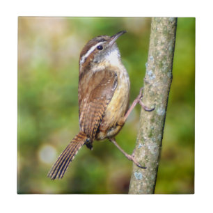 Carolina Wren Ceramic Photo Tile Kakelplatta