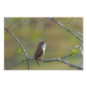 Carolina wren fototryck