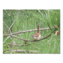 Carolina Wren i fotoutskrift i Gräs Träd