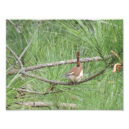 Carolina Wren i fotoutskrift i Gräs Träd Fototryck
