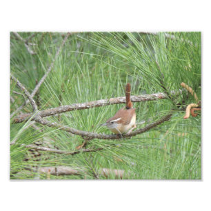 Carolina Wren i fotoutskrift i Gräs Träd Fototryck