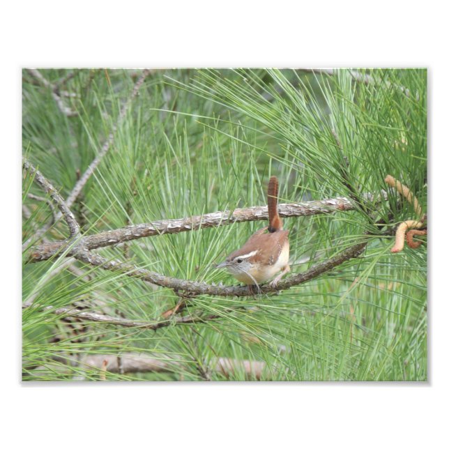 Carolina Wren i fotoutskrift i Gräs Träd Fototryck (Framsidan)