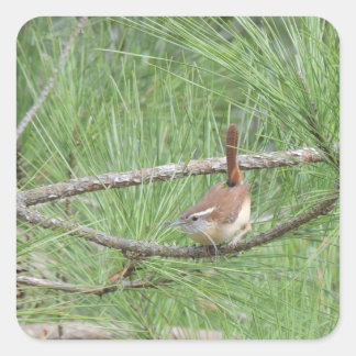 Carolina Wren i Gräs Träd Fyrkantigt Klistermärke