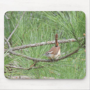 Carolina Wren i Gräs Träd Musmatta