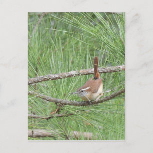Carolina Wren i Gräs Träd Vykort