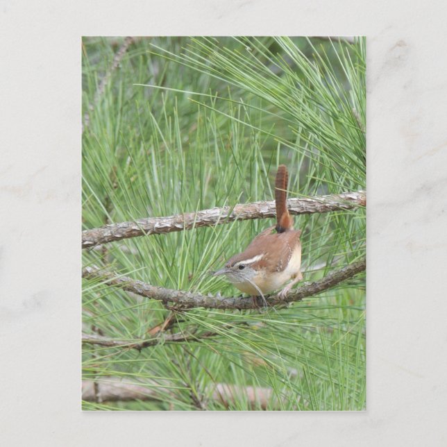 Carolina Wren i Gräs Träd Vykort (Framsida)