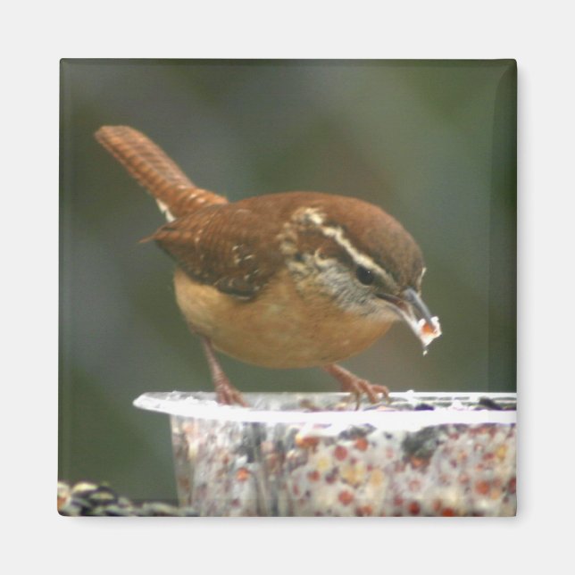 Carolina Wren Magnet (Framsidan)