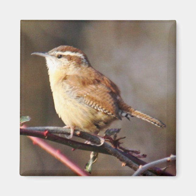 Carolina Wren Magnet (Framsidan)