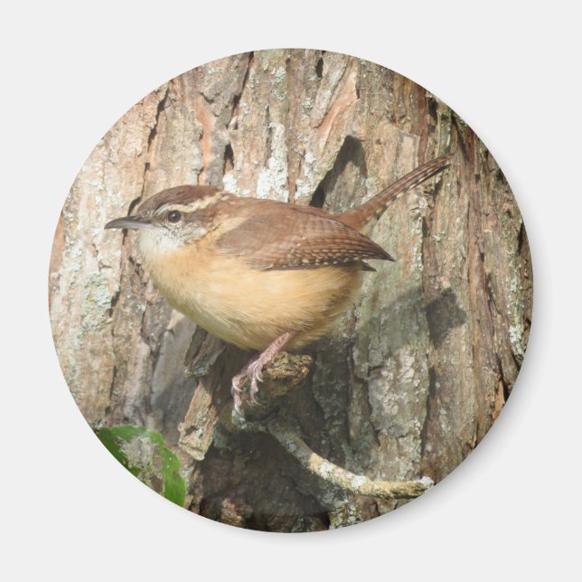 Carolina Wren magnet (Framsidan)