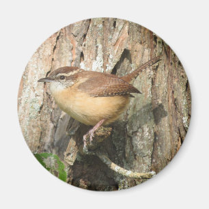 Carolina Wren-magnet Magnet