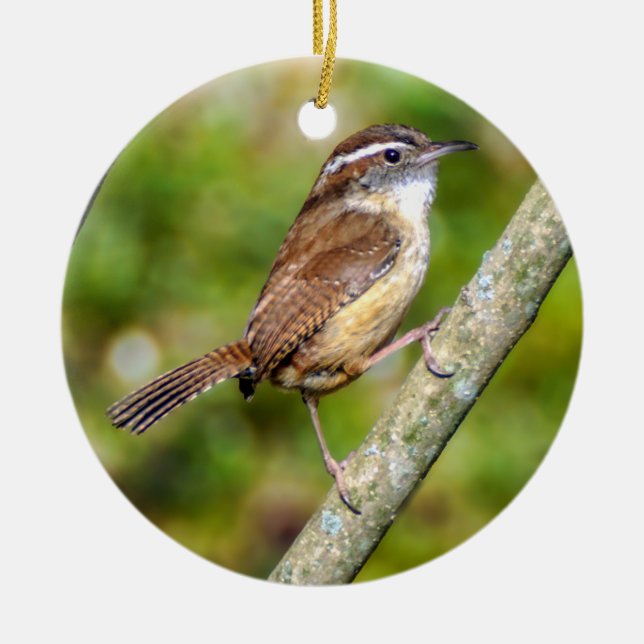 Carolina Wren Ornament (Framsidan)