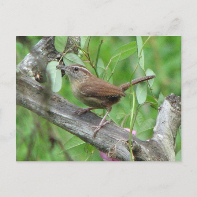 Carolina Wren Postcard Vykort (Framsida)