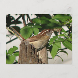 Carolina Wren Postcard Vykort