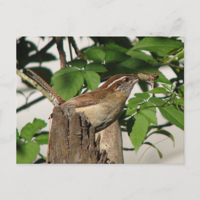 Carolina Wren Postcard Vykort (Framsida)