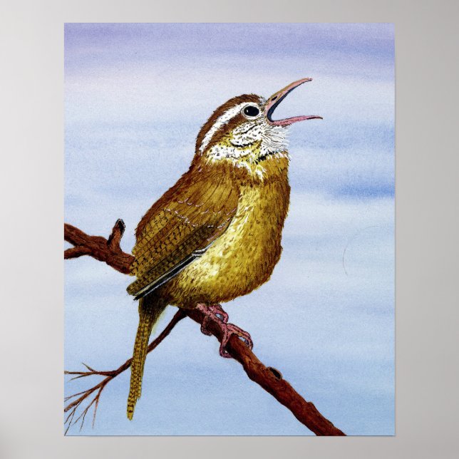 Carolina Wren Poster (Framsidan)