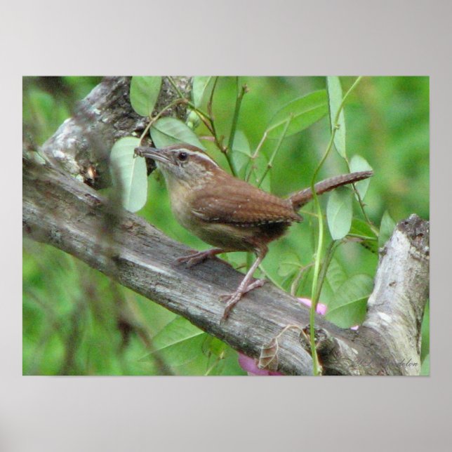 Carolina Wren Poster (Framsidan)