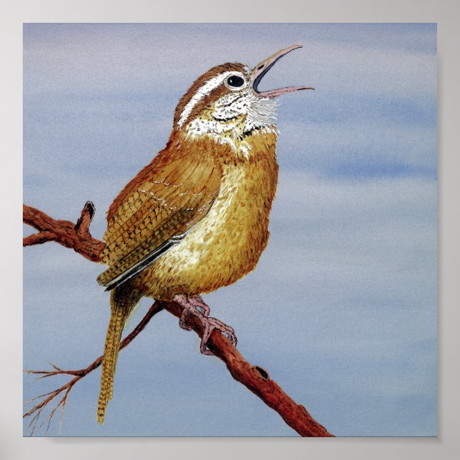 Carolina Wren Poster (Framsidan)