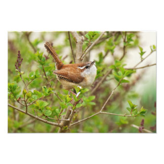 Carolina Wren Print Fototryck