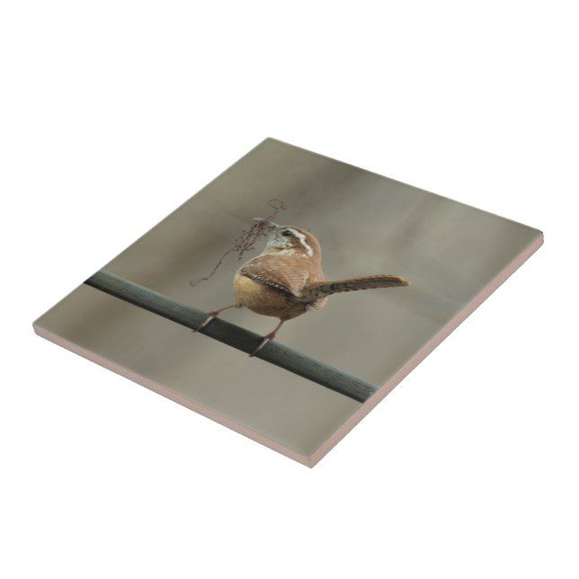 Carolina Wren Songbird Tile Kakelplatta (Sidan)