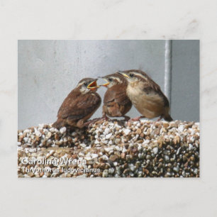 Carolina Wren Vykort
