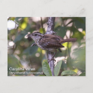 Carolina Wren Vykort