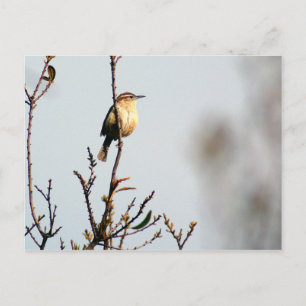 Carolina Wren Vykort