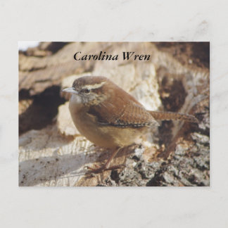Carolina Wren Vykort