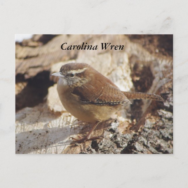 Carolina Wren Vykort (Framsida)