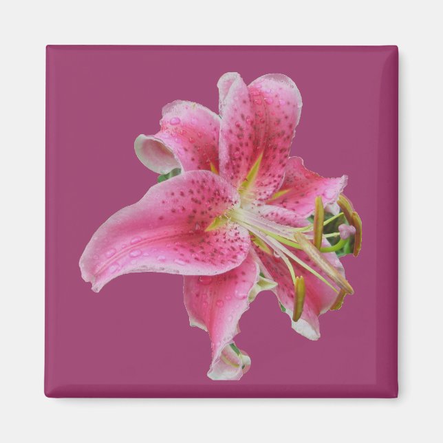 Carolyn's Lily Magnet (Framsidan)