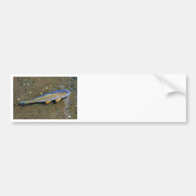 Carp Bildekal (Framsidan)