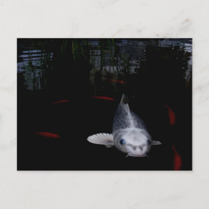 Carp Fish Vykort