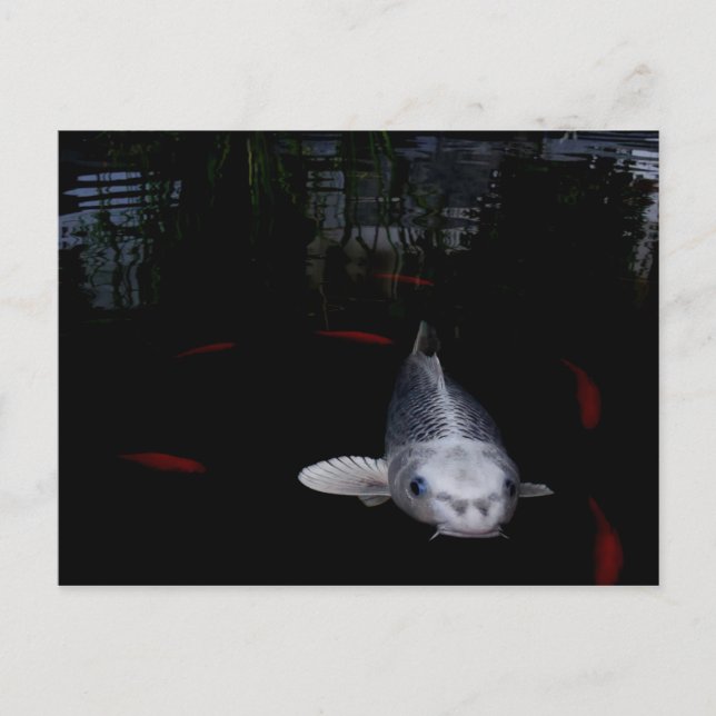 Carp Fish Vykort (Framsida)