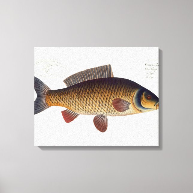 Carp-platta (Cyprinus Carpio) XVI från "Ichthyolog Canvastryck (Framsida)