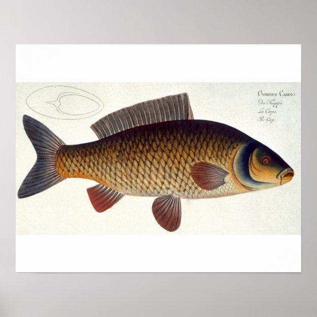 Carp-platta (Cyprinus Carpio) XVI från "Ichthyolog Poster (Framsidan)