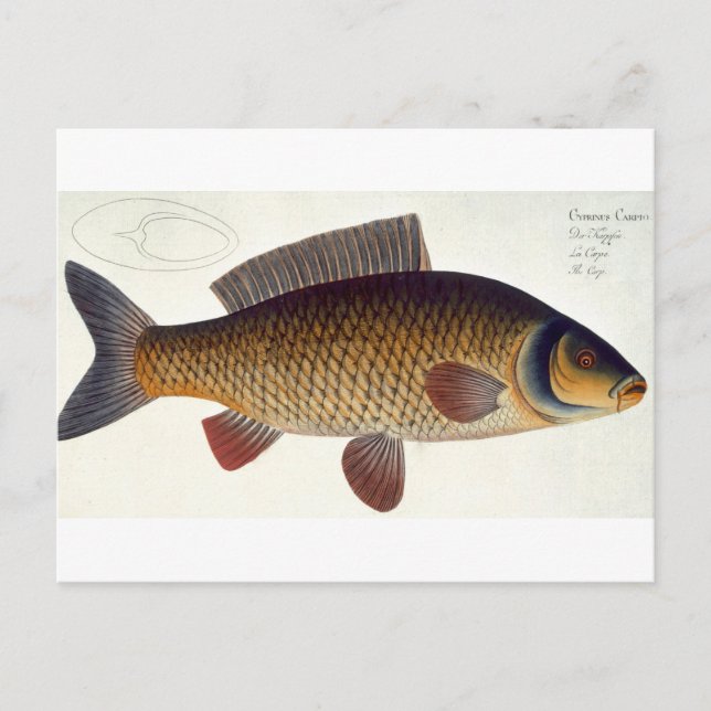Carp-platta (Cyprinus Carpio) XVI från "Ichthyolog Vykort (Framsida)