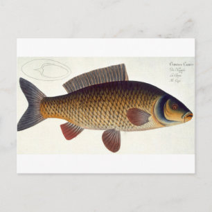 Carp-platta (Cyprinus Carpio) XVI från "Ichthyolog Vykort