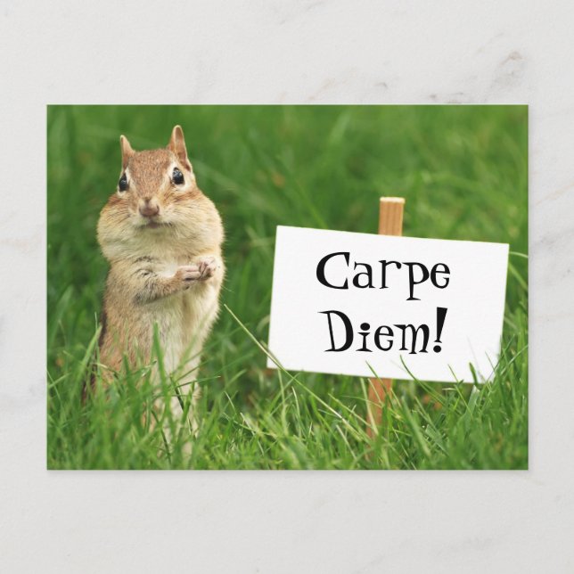 Carpe Diem Chipmunk with Sign Postcard Vykort (Framsida)