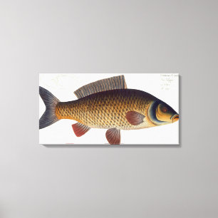 Carpen (Cyprinus Carpio) pläterar XVI från Canvastryck