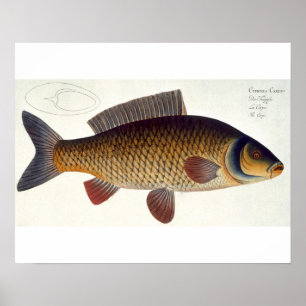 Carpen (Cyprinus Carpio) pläterar XVI från Poster
