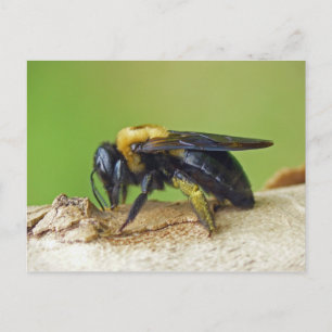 Carpenter Bee. Vykort