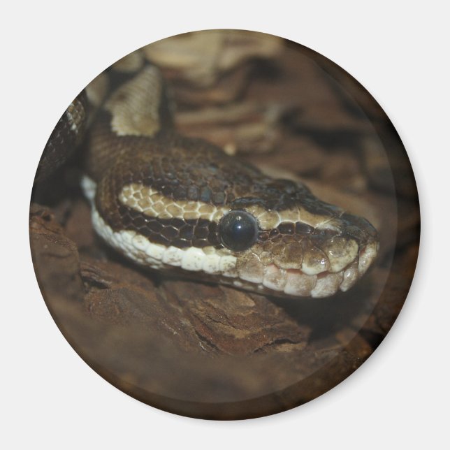 Carpet python magnet (Framsidan)