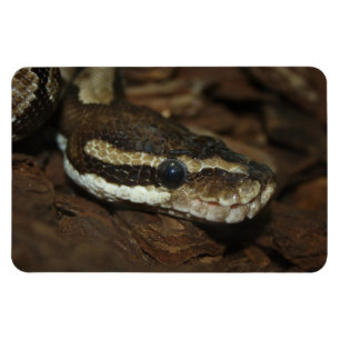 Carpet python magnet