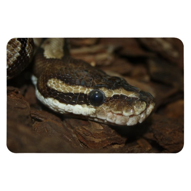 Carpet python magnet (Horisontell)