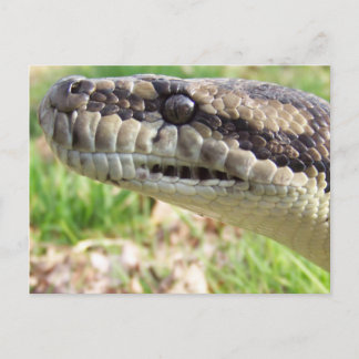 Carpet Python Vykort