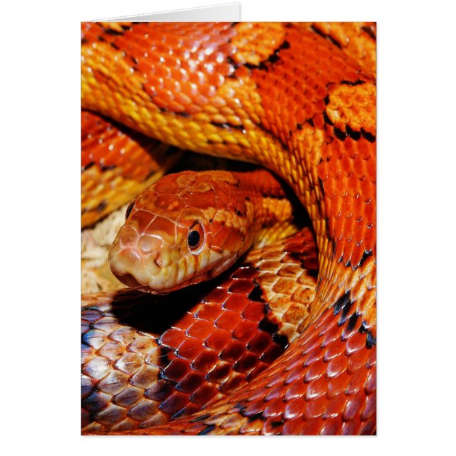 Carpet Snake Hälsningskort (Framsidan)